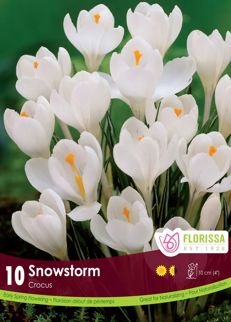 Crocus ‘Snowstorm’ ( Crocus vernus )