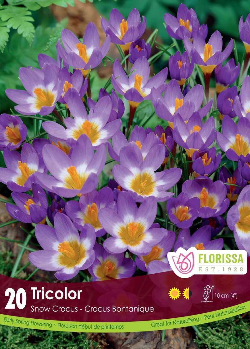 Crocus ‘Tricolor’ ( Crocus sublimis )