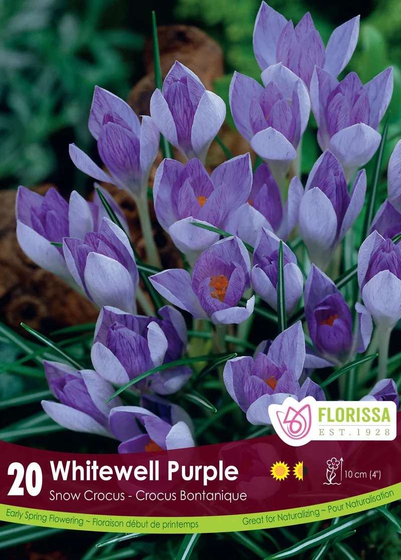 Crocus ‘Whitewell Purple’ ( Crocus tommasinianus )