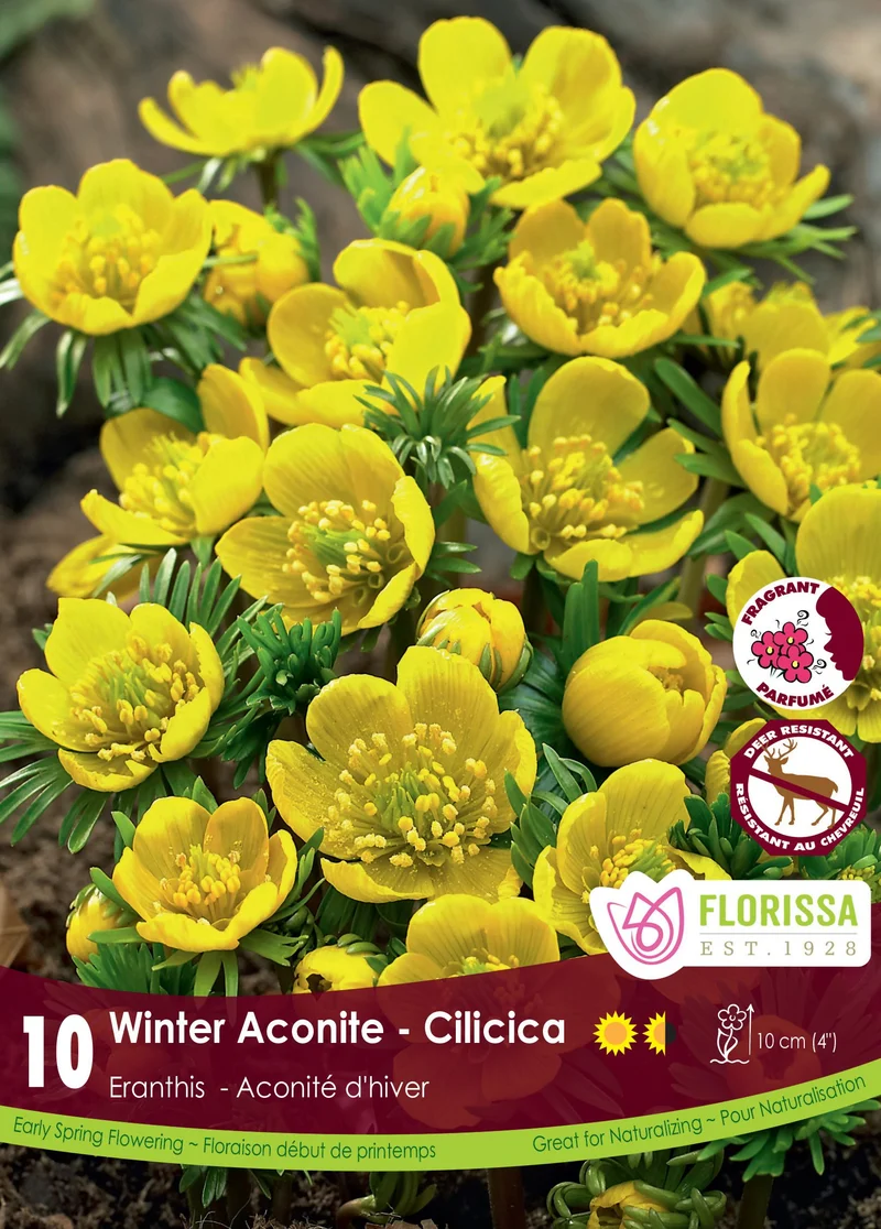 Eranthis cilicica ( Eranthis )