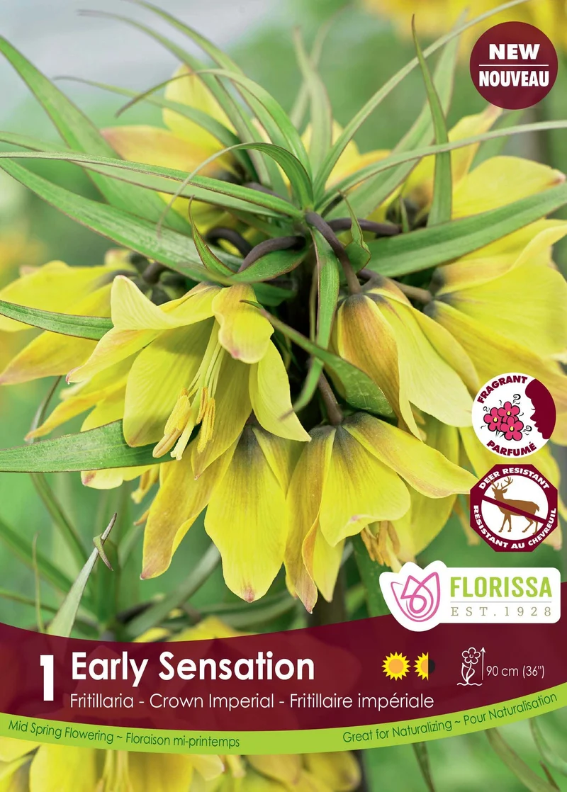 Fritillaire ‘Early Sensation’ ( Fritillaria )