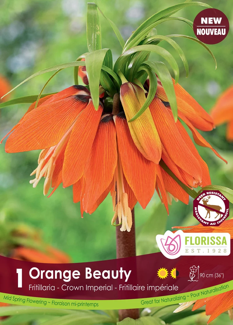 Fritillaire impériale ‘Orange Beauty’ ( Fritillaria imperialis )