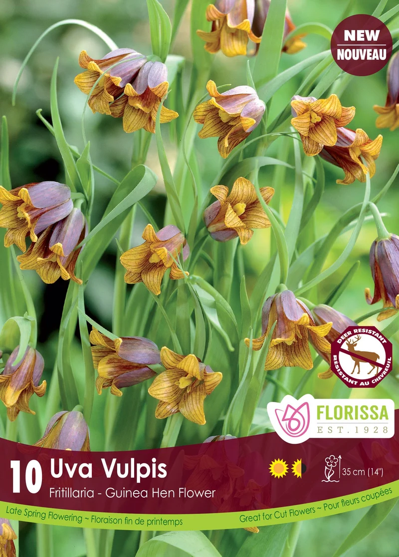 Fritillaria uva-vulpis ( Fritillaria )