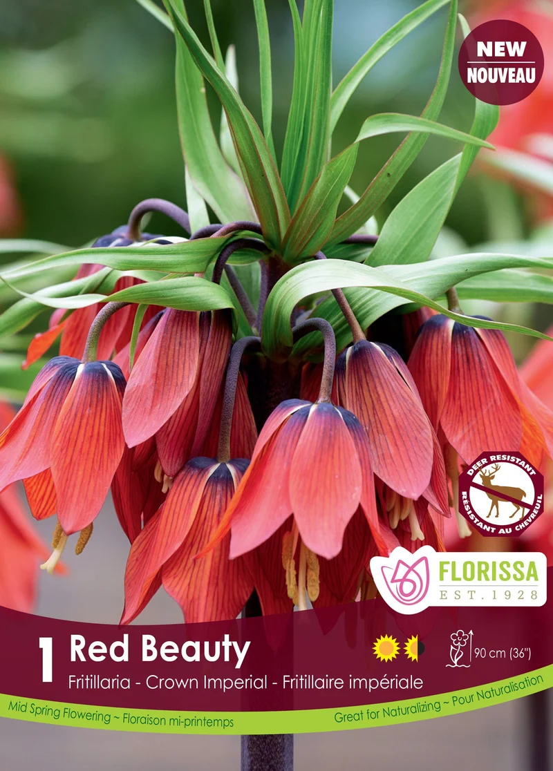 Fritillaria ‘Red Beauty’ ( Fritillaria )