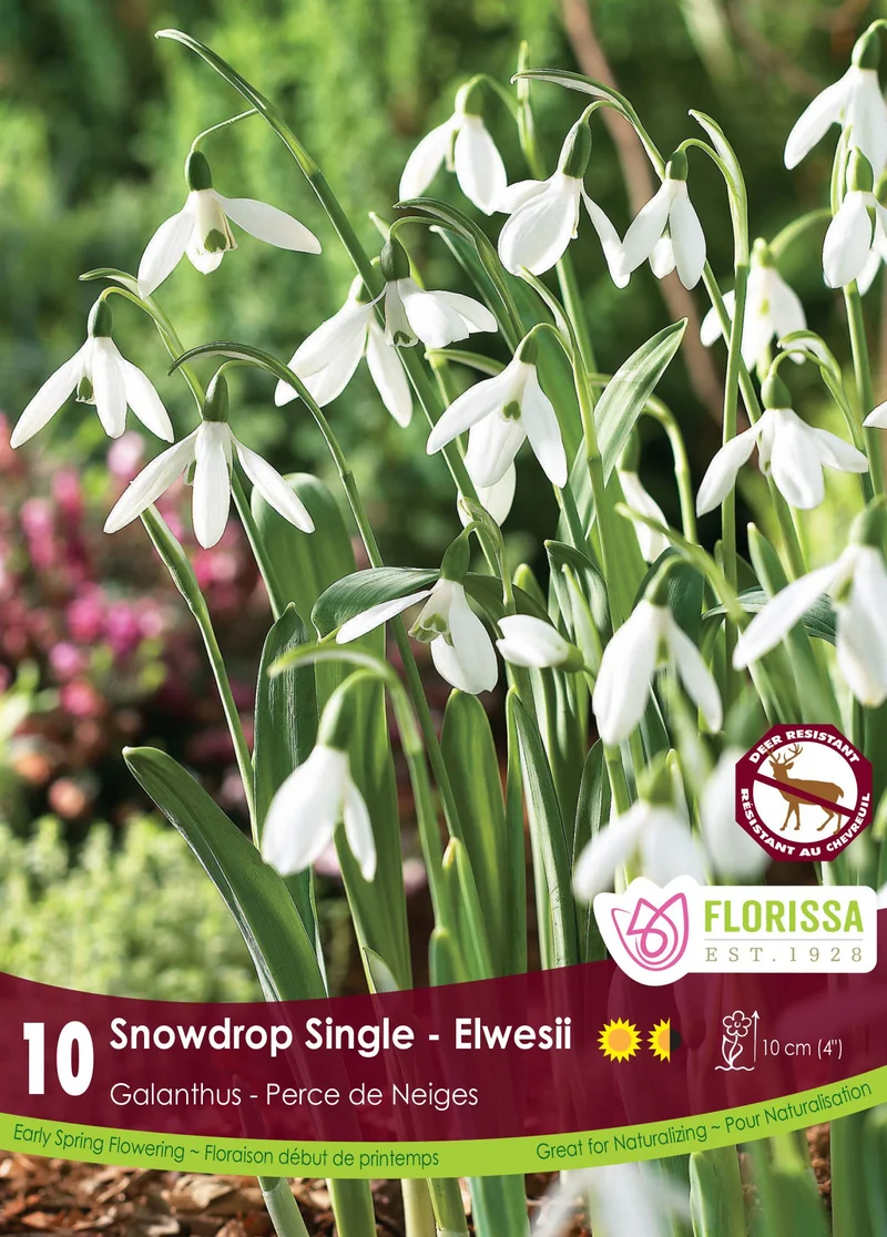 Galanthus elwesii ( Galanthus )