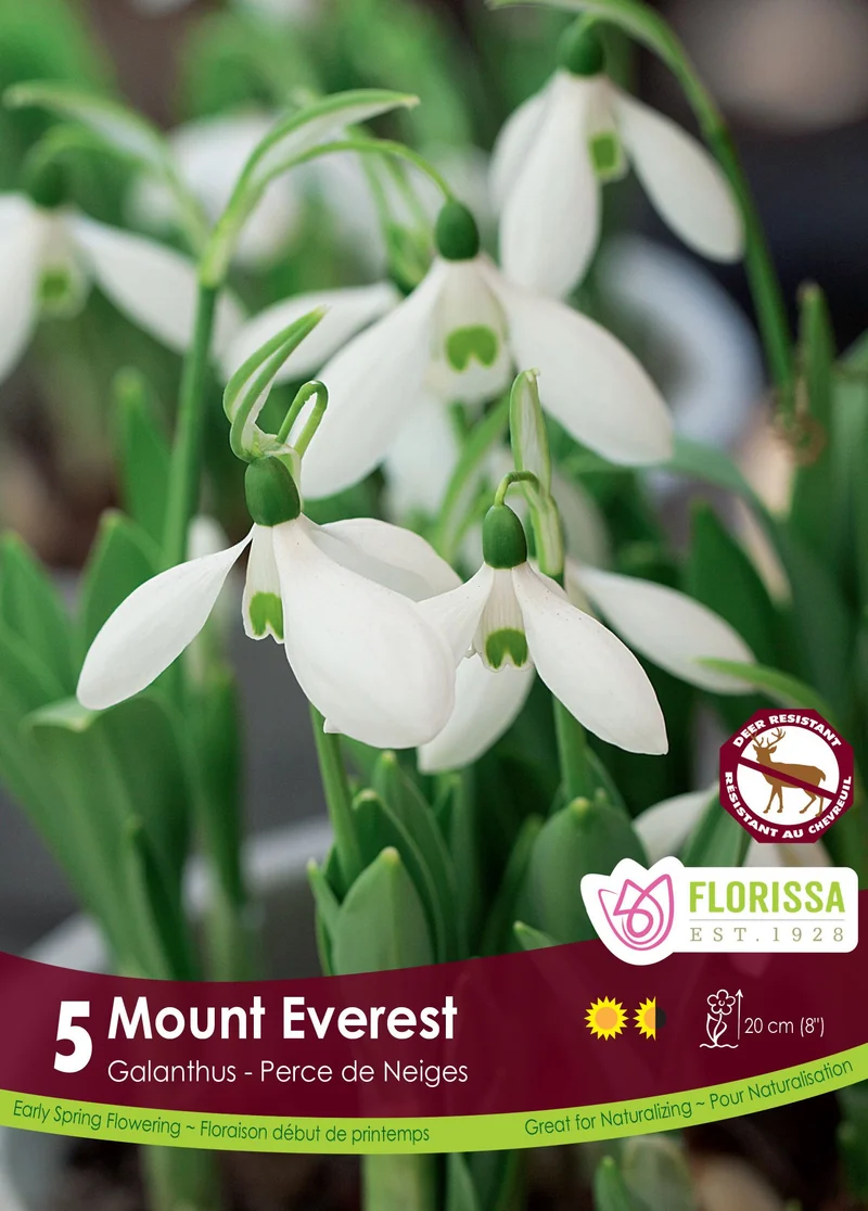Perce-neige géant ( Galanthus elwesii ‘Mount Everest’)