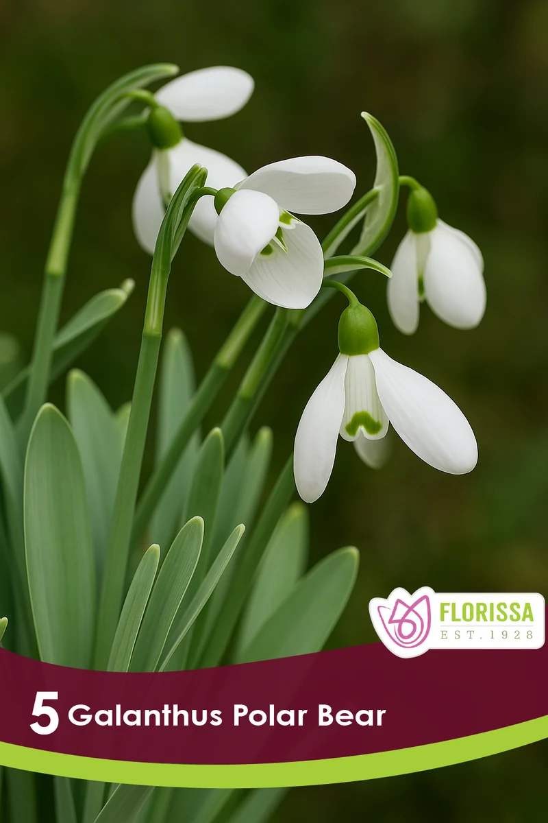 Perce-neige géant ( Galanthus elwesii ‘Polar Bear’)