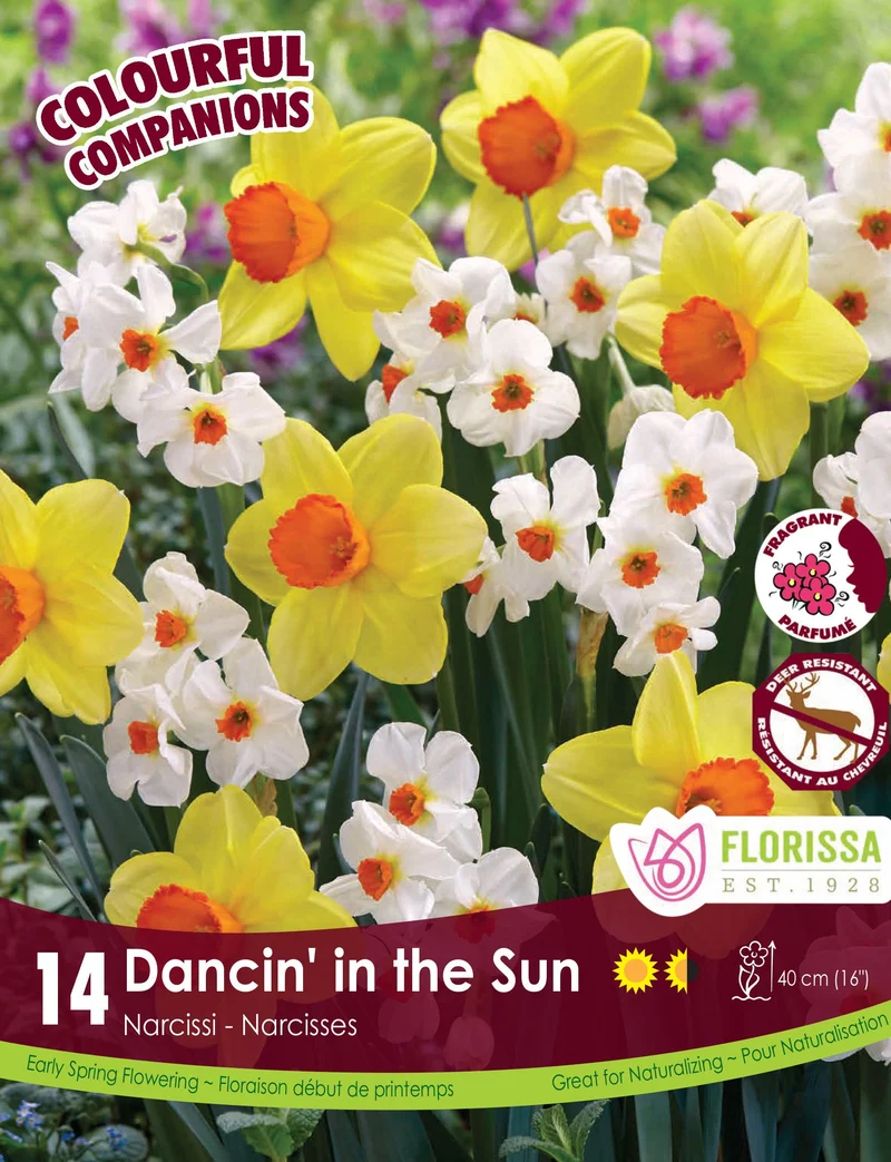 Harmonie Florale ‘Dancin’ in the Sun’ ( Tulipa et Narcissus )