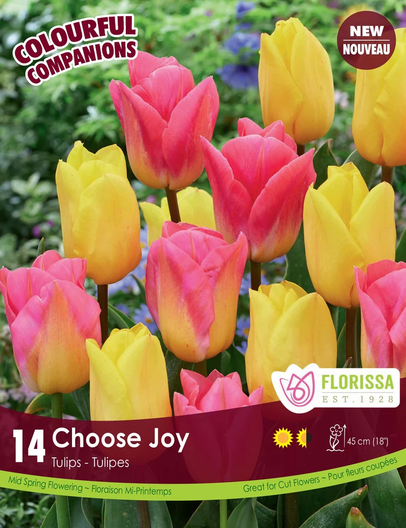 Harmonie Florale ‘Choose Joy’ ( Tulipa spp.)