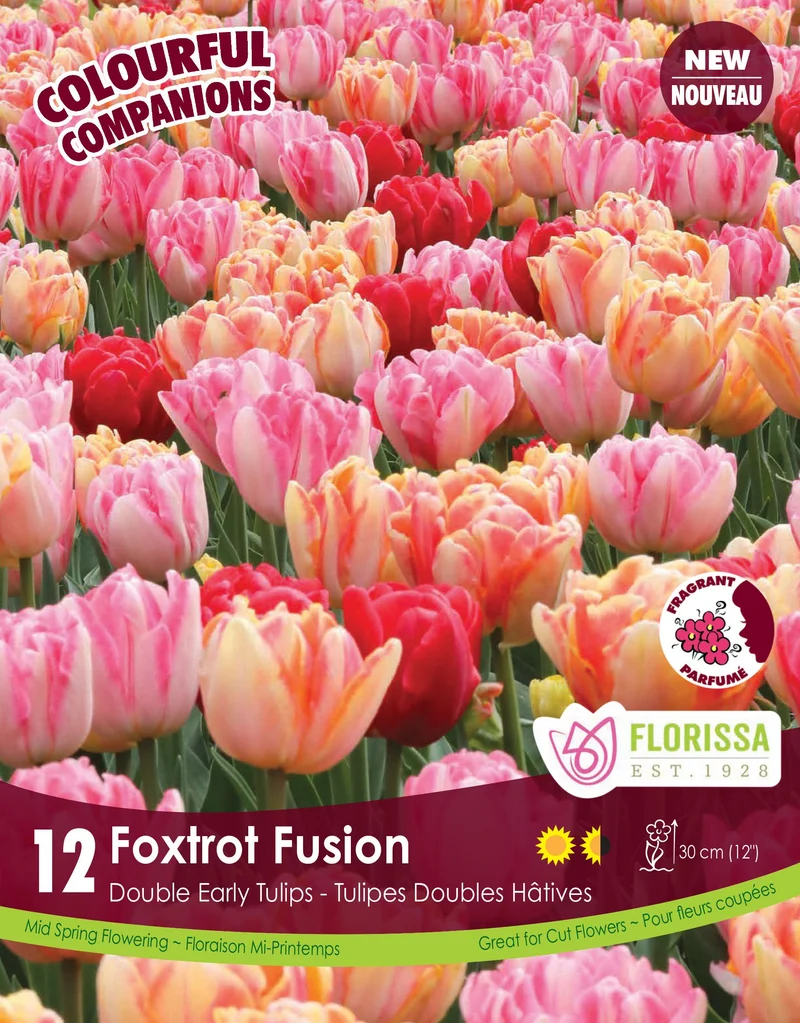 Harmonie florale Foxtrot Fusion ( Tulipa ‘Foxtrot’ et ‘Foxy Foxtrot’)