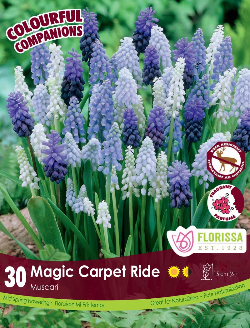 Harmonie florale Magic Carpet Ride ( Muscari spp.)