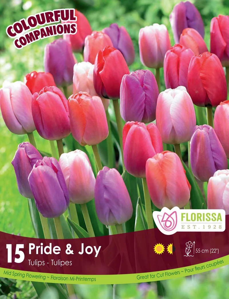 Harmonie florale Pride & Joy ( Tulipa spp.)