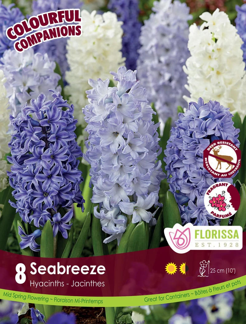 Harmonie florale Seabreeze ( Hyacinthus orientalis)