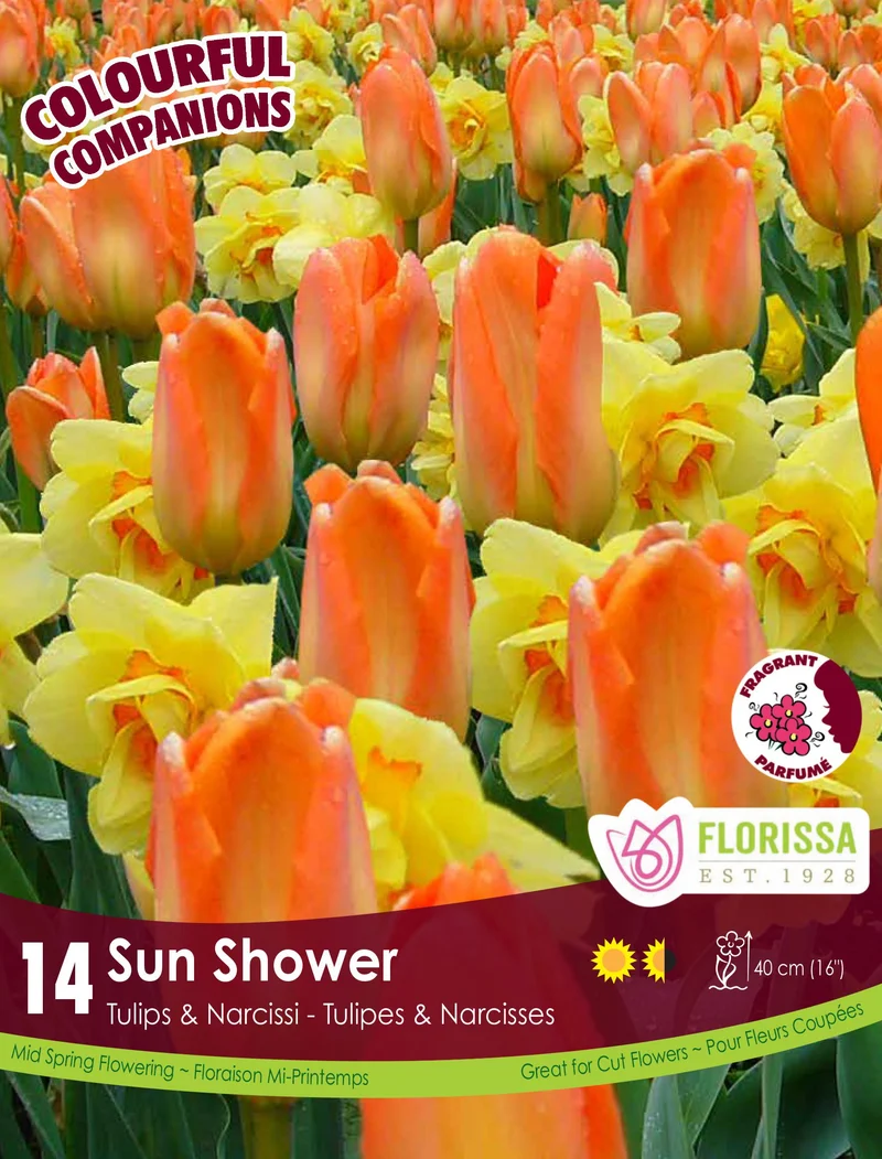 Harmonie florale ‘Sun Shower’ ( Tulipa et Narcissus spp.)