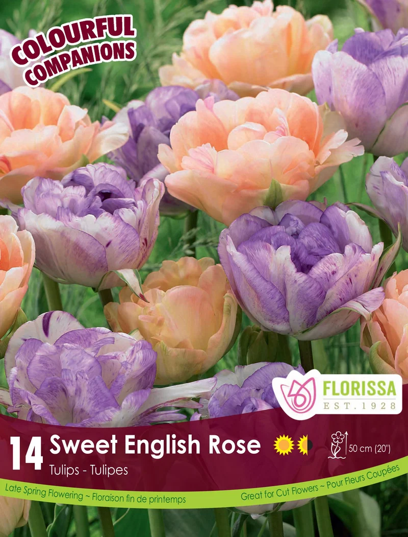 Harmonie florale ‘Sweet English Rose’ ( Tulipa spp.)