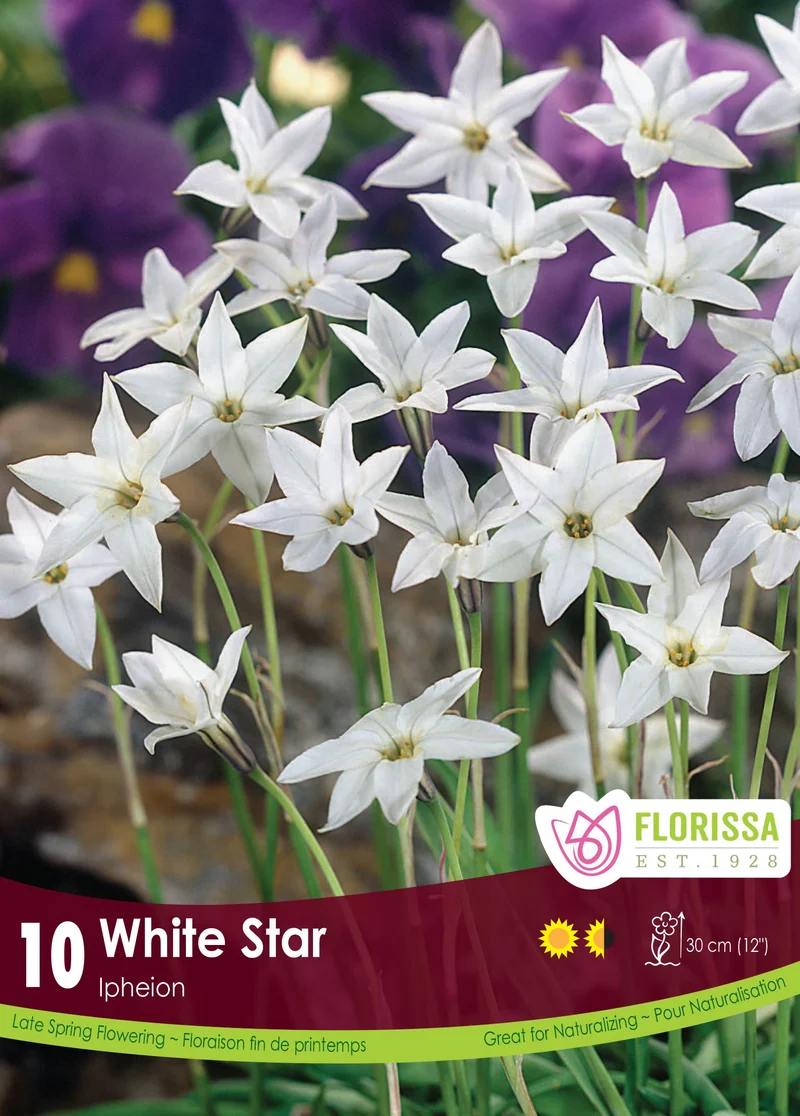 Étoile de printemps ( Ipheion uniflorum ‘White Star’)