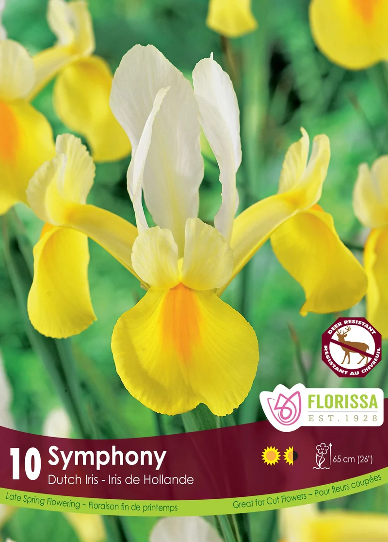 Iris hollandais ‘Symphony’ ( Iris × hollandica )