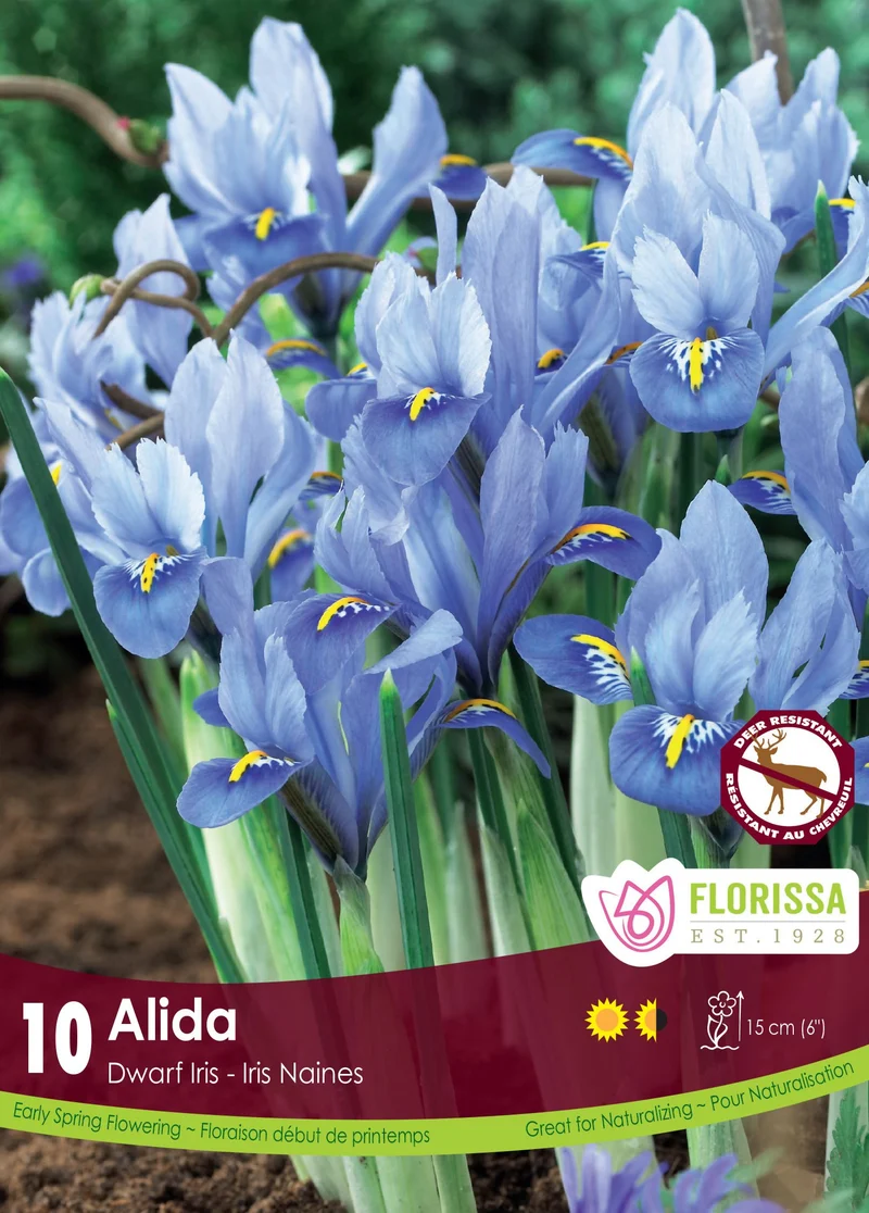 Iris nain ‘Alida’ ( Iris reticulata )