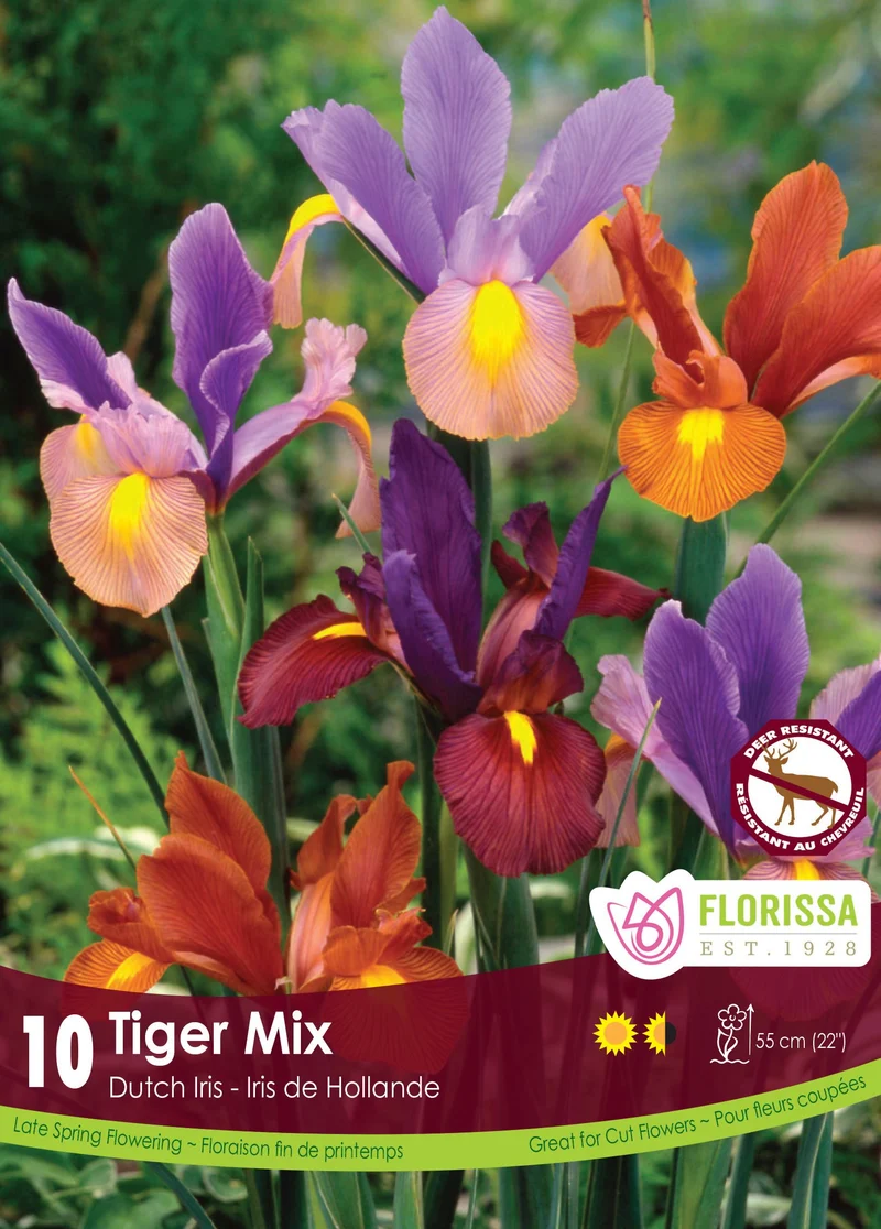 Iris hollandais ‘Tiger Mix’ ( Iris × hollandica )