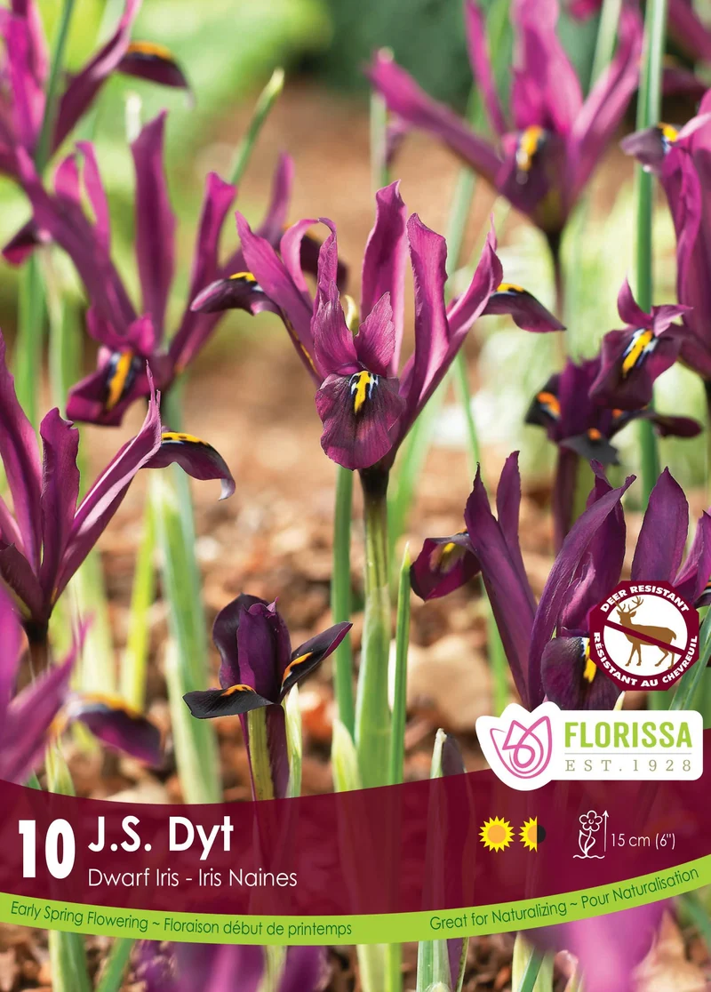 Iris nain ‘J.S. Dijt’ ( Iris reticulata )