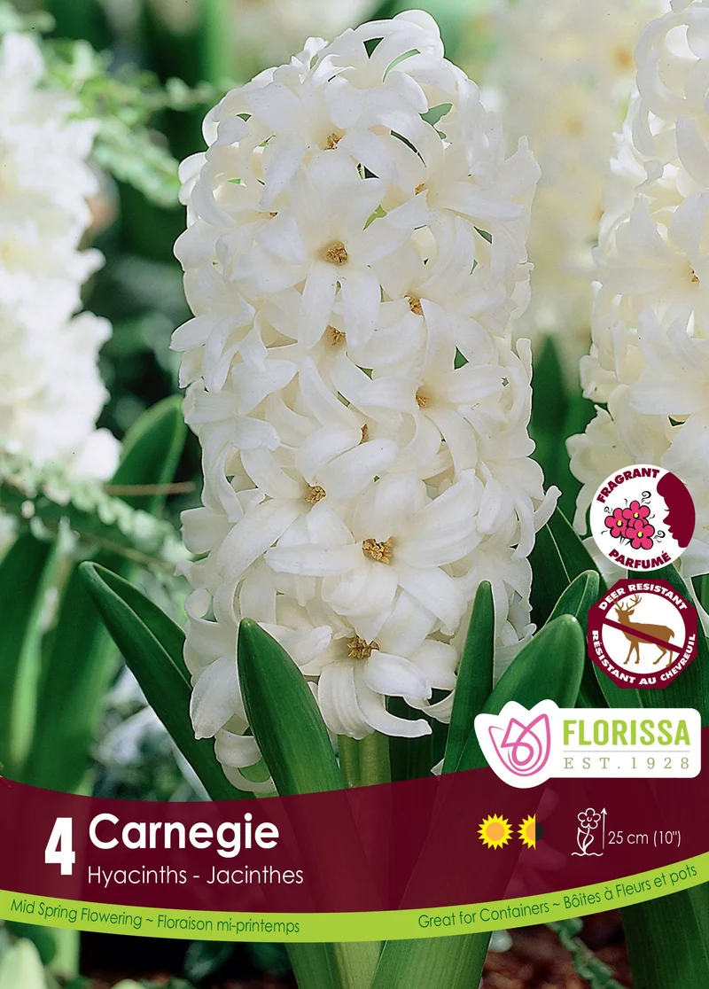 Jacinthe ‘Carnegie’ ( Hyacinthus orientalis )
