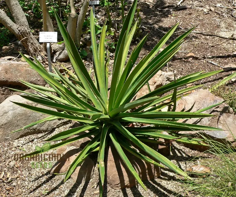 Agave karwinskii Seeds – Robust, Hardy & Drought-Tolerant Succulent Variety