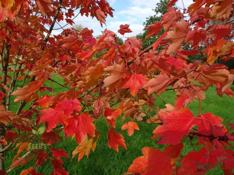 Acer Rubrum Seeds - Vibrant Red Maple for Stunning Fall Color in Your Garden