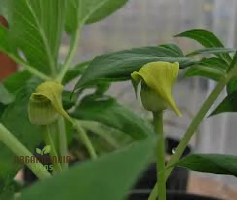 Arisaema Flavum Seeds For Planting: The Ultimate Yellow Cobra Lily for Your Garden - Exotic, Hardy, and Perfect for Adding Unique Beauty to Your Outdoor Space