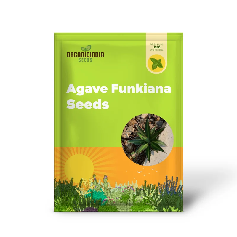 Agave funkiana Seeds for Planting – Cultivating Striking Architectural Foliage