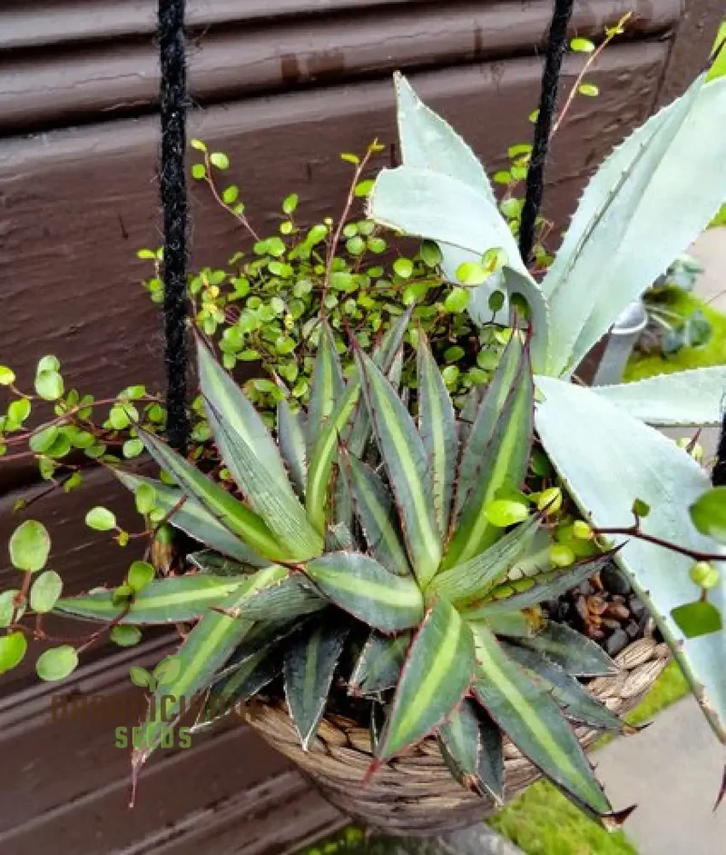 Agave funkiana Seeds for Planting – Cultivating Striking Architectural Foliage