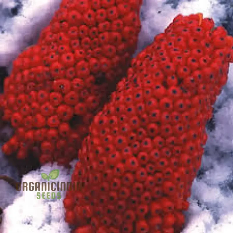 Arisaema Consanguineum Seeds For planting: Exotic and Hardy Shade-Loving Perennial for Unique and Eye-Catching Garden Displays
