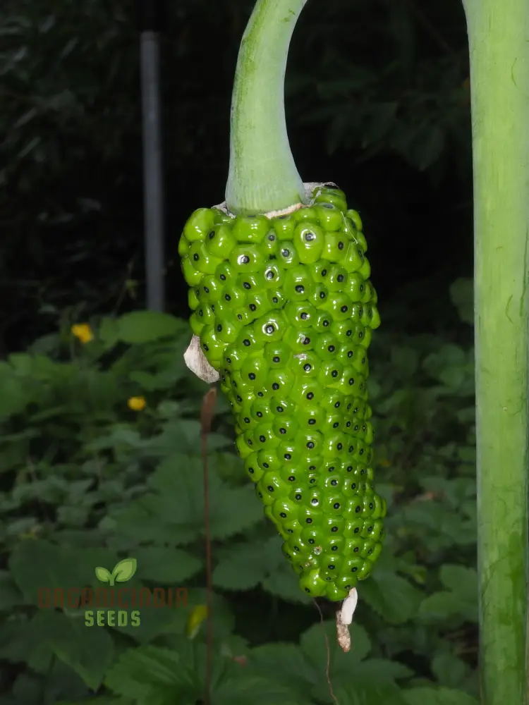Arisaema Consanguineum Seeds For planting: Exotic and Hardy Shade-Loving Perennial for Unique and Eye-Catching Garden Displays