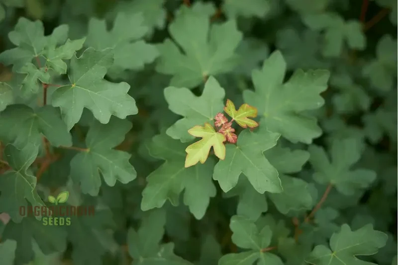 Acer Campestre Seeds, Field Maple, Elegant and Hardy Tree for Your Landscape