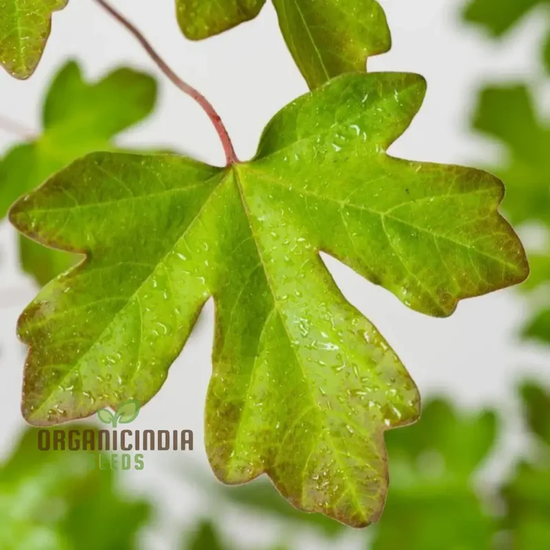Acer Campestre Seeds, Field Maple, Elegant and Hardy Tree for Your Landscape