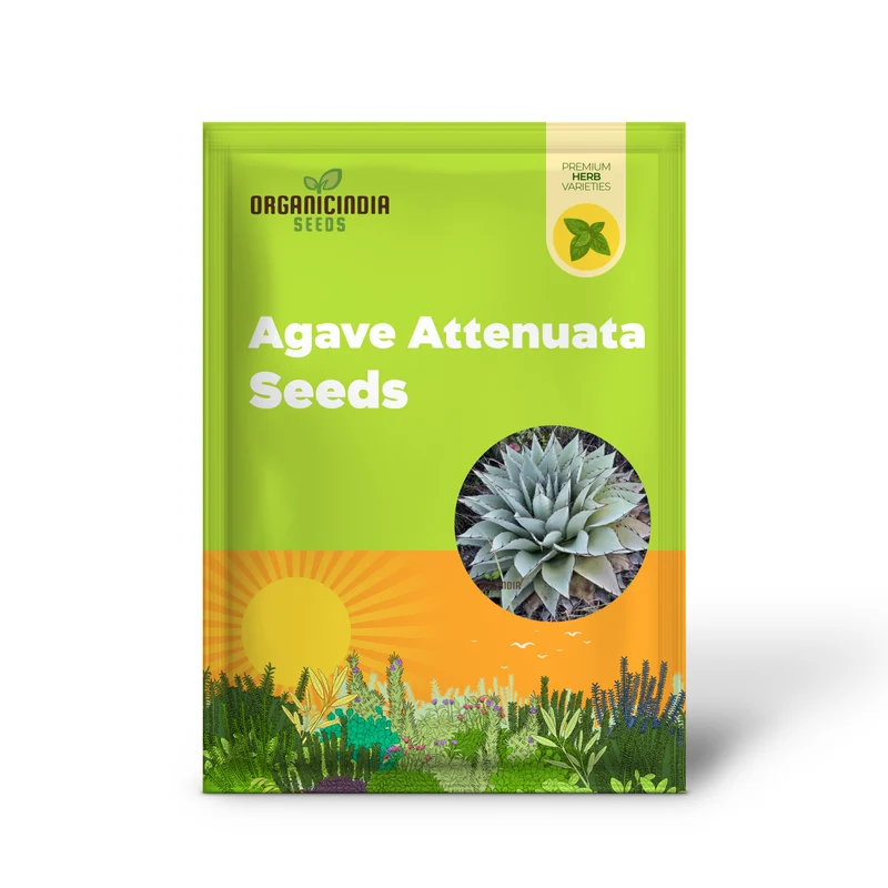 Agave Attenuata Seeds – Soft-Leaf, Architectural Rosette Succulent Variety