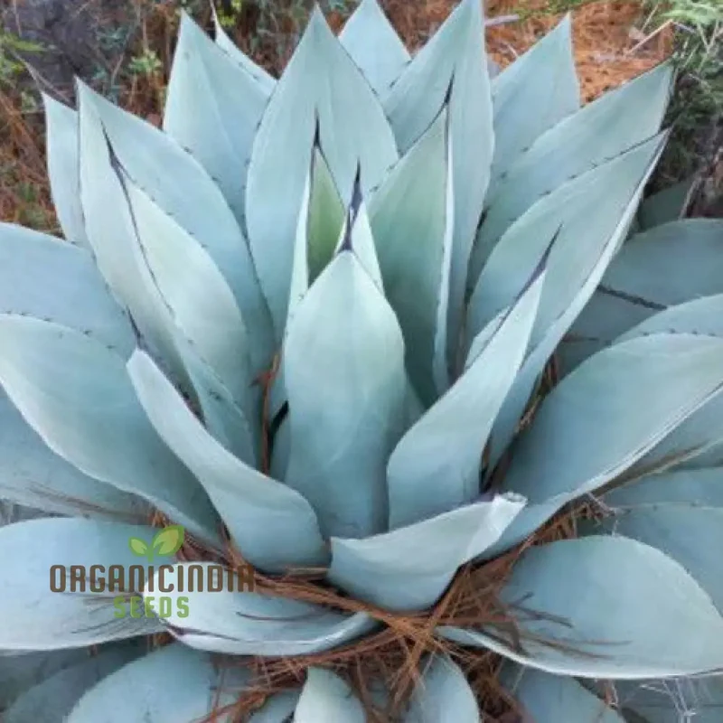 Agave Attenuata Seeds – Soft-Leaf, Architectural Rosette Succulent Variety