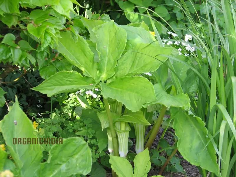 Arisaema Amurense Seeds For Planting: Exquisite Shade Garden Elegance for Enthusiasts of Unique Botanical Treasures