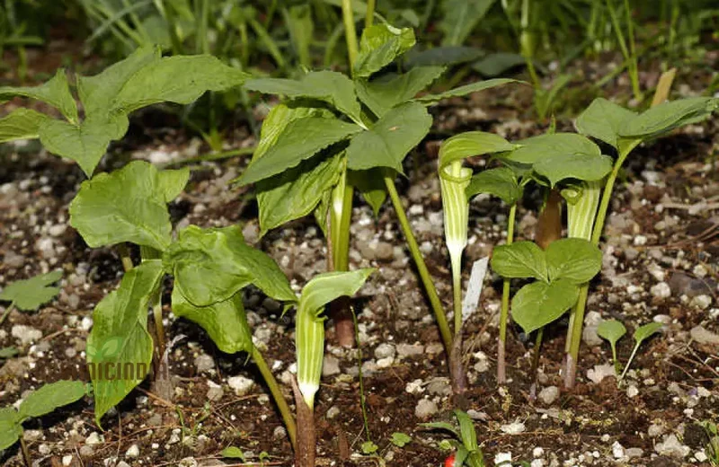 Arisaema Amurense Seeds For Planting: Exquisite Shade Garden Elegance for Enthusiasts of Unique Botanical Treasures
