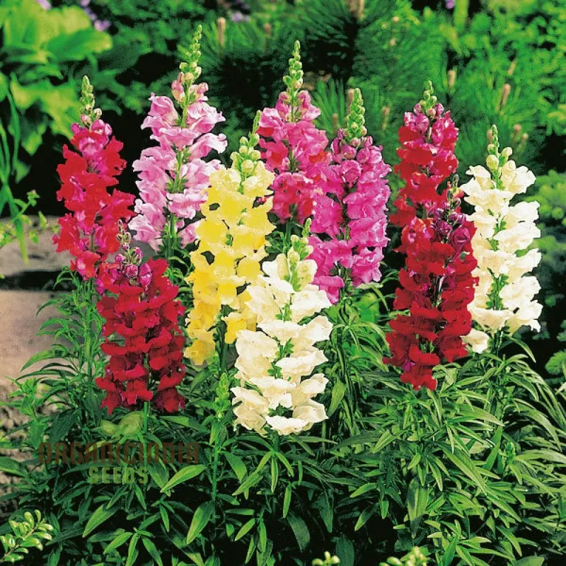 Snapdragon Antirrhinum Majus Seeds – Maximum Mix Variety for Vibrant Garden Color