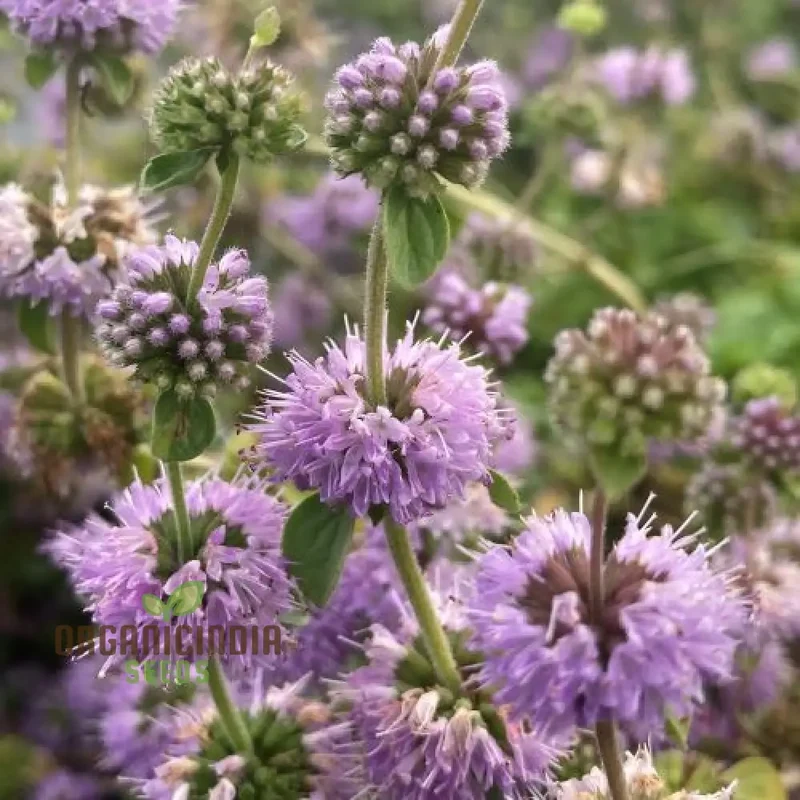 Mentha pulegium Seeds for Aromatic Gardening Enthusiasts | Buy Organic Seeds