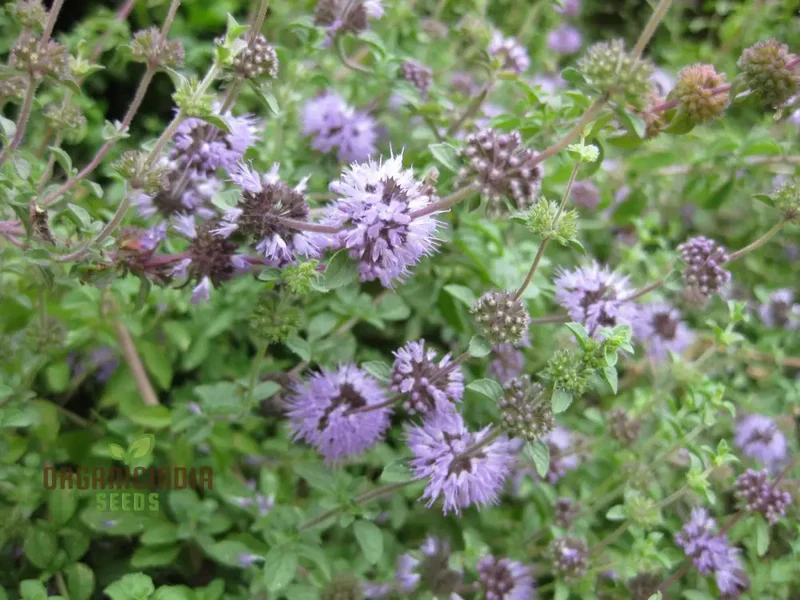 Mentha pulegium Seeds for Aromatic Gardening Enthusiasts | Buy Organic Seeds