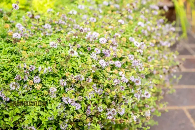 Mentha pulegium Seeds for Aromatic Gardening Enthusiasts | Buy Organic Seeds