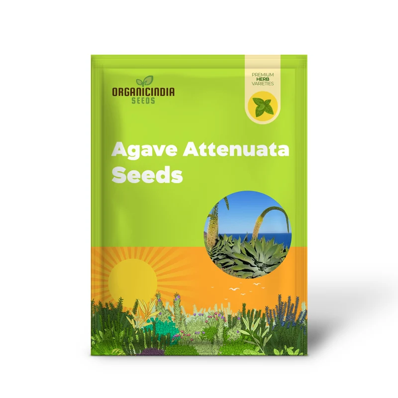 Agave Attenuata Seeds – Elegant Soft-Leaf Agave for Landscapes & Container Gardening