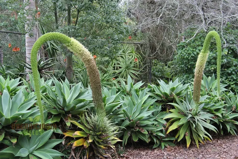 Agave Attenuata Seeds – Elegant Soft-Leaf Agave for Landscapes & Container Gardening