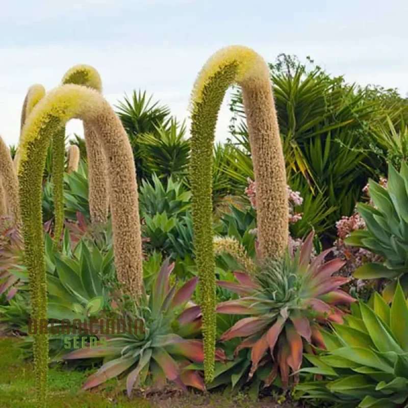 Agave Attenuata Seeds – Elegant Soft-Leaf Agave for Landscapes & Container Gardening
