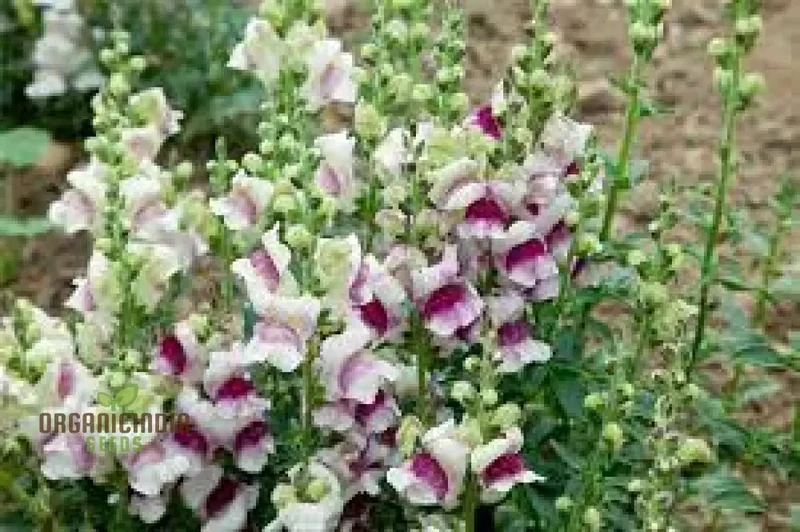 Antirrhinum Majus 'Lucky Lips' - Vibrant Snapdragon for Your Garden Delight