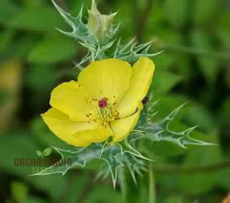 Argemone Subfusiformis Flower Seeds For Planting: Exquisite Gardening Marvel for Discerning Plant Enthusiasts
