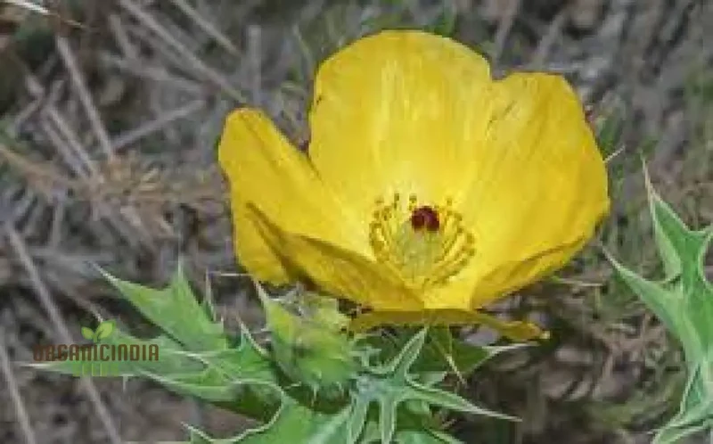 Argemone Subfusiformis Flower Seeds For Planting: Exquisite Gardening Marvel for Discerning Plant Enthusiasts