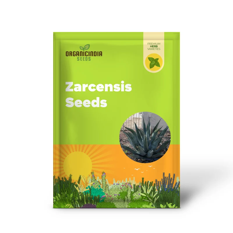 Agave asperrima subsp. zarcensis Seeds – Hardy, Sculptural Succulent for Landscaping & Dry Gardens