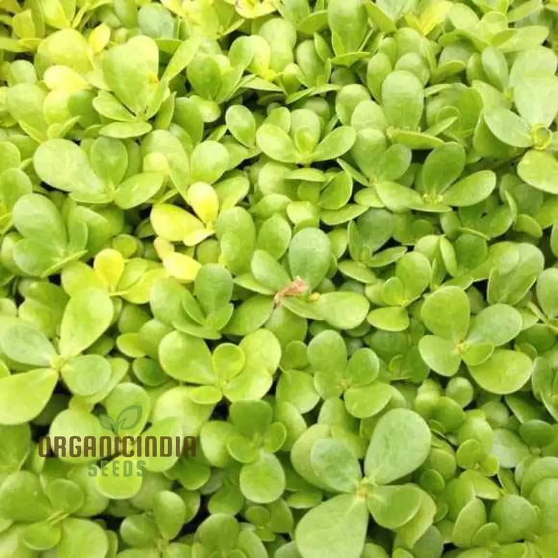 Golden Purslane Seeds for Lush Gardening Enthusiasts: Premium Quality Heirloom Plant Seeds